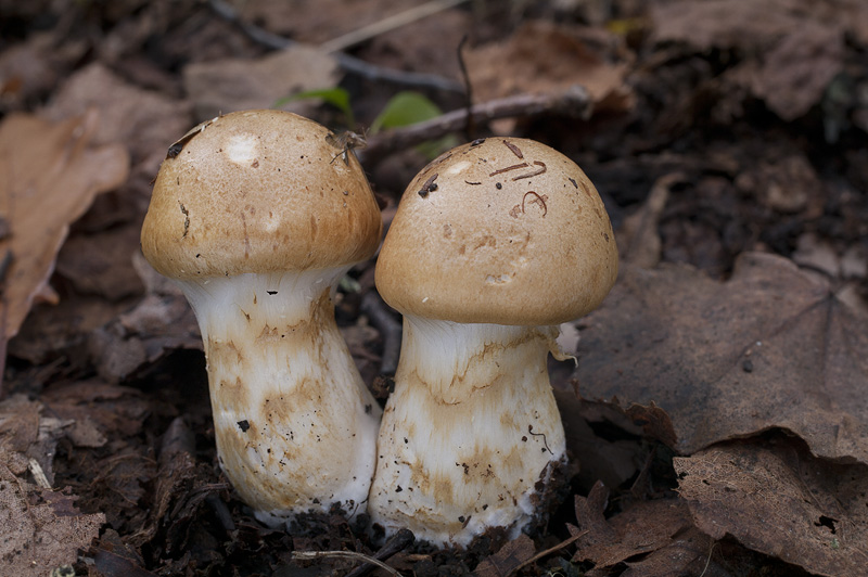 Cortinarius olidus